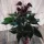  Anthurium Black Love (Anthurium) Planta de casă P12 - M