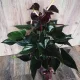  Anthurium Black Love (Anthurium) Planta de casă P12 - M