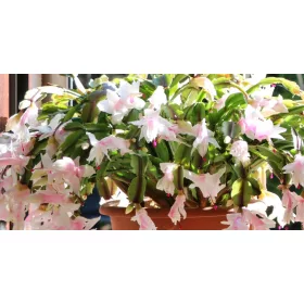  Schlumbergera White Grudnik plantă cu flori