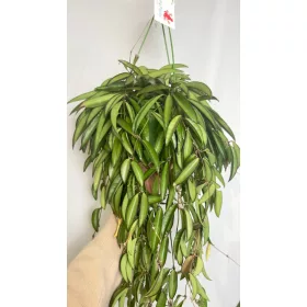  Răsad Hoja Hoya într-un recipient de până la 0,5 l