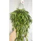  Răsad Hoja Hoya într-un recipient de până la 0,5 l