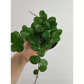  Hoja Hoya Mathilde Splash pete pe frunze de don. 9 cm