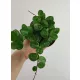  Hoja Hoya Mathilde Splash pete pe frunze de don. 9 cm