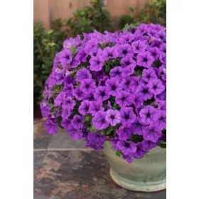  SUPERTUNIA MINI VISTA BLUE VIOLET 6 BUC