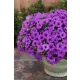  SUPERTUNIA MINI VISTA BLUE VIOLET 6 BUC