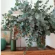  Eucalipt Blue Mountain Miroase INTENS Răsadurile 2L