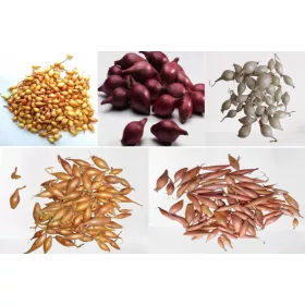    Set Ceapă de Primăvară Roșie, Wolska, Albă, Eșalotă, Sopelek 5 x 250g