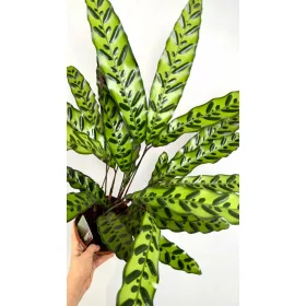  Răsad Calathea CALATHEA într-un recipient de 0,5l