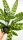  Răsad Calathea CALATHEA într-un recipient de 0,5l