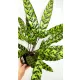  Răsad Calathea CALATHEA într-un recipient de 0,5l