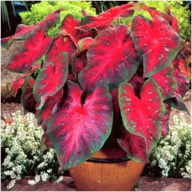  CALADIUM TUBE GARDEN CALADIUM RED FLASH 1 bec. + GRATUIT