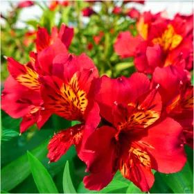  Răsaduri ALSTROEMERIA GARDEN MARS RED 1 buc + GRATUIT