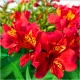 Răsaduri ALSTROEMERIA GARDEN MARS RED 1 buc + GRATUIT
