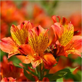  RADURI ALSTROEMERIA GARDEN CALISTO SOMON 1 buc + GRATUIT