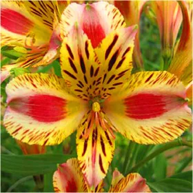    ALSTROEMERIA GARDEN MARGUERITE TIGRYSIA răsaduri 1 buc + GRATUIT