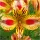  ALSTROEMERIA GARDEN MARGUERITE TIGRYSIA răsaduri 1 buc + GRATUIT