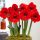  RED AMARYLLIS HIPPEASTRUM RED LION becuri 1 buc + GRATUIT