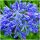  AGAPANTHUS BLUE TRIUMPHATOR AGAPANTHUS răsaduri 3 buc + GRATUIT