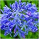  AGAPANTHUS BLUE TRIUMPHATOR AGAPANTHUS răsaduri 3 buc + GRATUIT