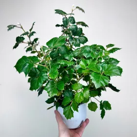  Romboleaf cissus, don 15 cm, agățat
