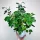  Romboleaf cissus, don 15 cm, agățat