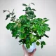  Romboleaf cissus, don 15 cm, agățat