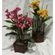  Plumeria Rubra. Floare Lei - Frangipani +GRATUIT