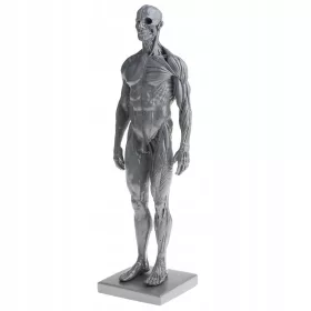    Kit de studiu anatomic pentru mușchi și schelet masculin de 11 inch,