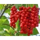  Răsad chinezesc Schisandra FIECARE dă rod, TIRICATOR, rod al VIEȚII Sadova nr1