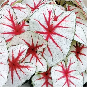    CALADIUM TUBER GARDEN CALADIUM FIESTA răsaduri 1 buc + GRATUIT