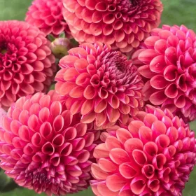  Dahlia Spherical Copper Boy 1 buc