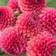  Dahlia Spherical Copper Boy 1 buc
