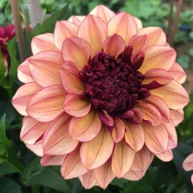  Decorativ Dahlia Creme de Cognac 1 buc