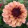  Decorativ Dahlia Creme de Cognac 1 buc