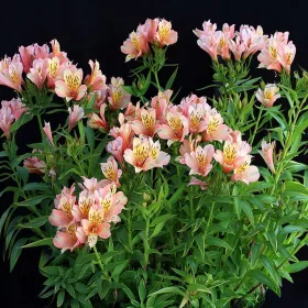  Roz alstroemeria lightu 1 buc