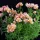  Roz alstroemeria lightu 1 buc