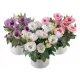  800 de semințe de Eustoma pentru plantare ușoară și grădini frumoase.