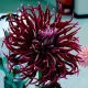  Hollyhill Spider Woman cactus dahlia 1 buc