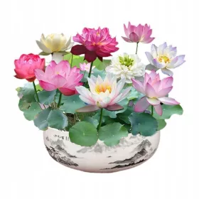    100 Capsule Bol Lotus Lotus Seeds Acvariu Plante Acvatice Indoor Hydrop