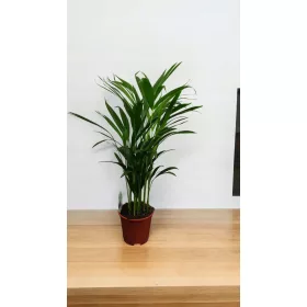  Areca palmier Areca Dypsis 70 cm livrare iarna