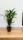  Areca palmier Areca Dypsis 70 cm livrare iarna