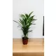  Areca palmier Areca Dypsis 70 cm livrare iarna