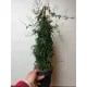  Iasomie de casă, o viță de vie Jasminum polyanthum frumos parfumată