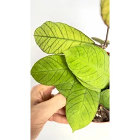    Hoya Sabah| Perfect pentru iubitorii de plante rare Plante răsaduri