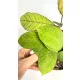  Hoya Sabah| Perfect pentru iubitorii de plante rare Plante răsaduri