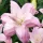  Crin Full Lotus Queen 1 buc bulbi crin crini