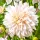  Cafe Au Lait Dahlia Decorative 1 buc