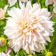  Cafe Au Lait Dahlia Decorative 1 buc