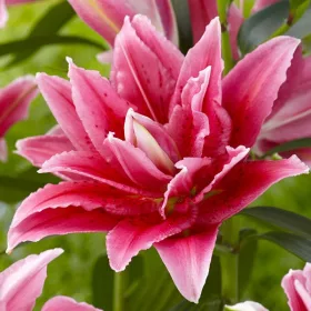  Crin Roselily Thalissa 1 buc de crini bulbi crini