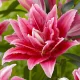  Crin Roselily Thalissa 1 buc de crini bulbi crini